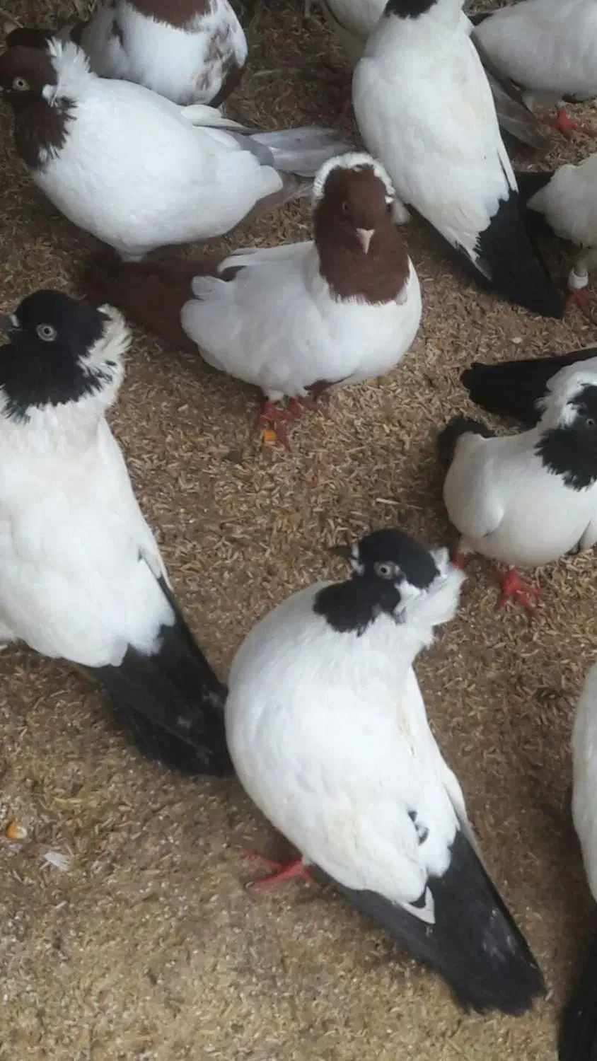 کبوتر طوقی .پرستویی. چپ .شصتی .پروازی همجوره|پرنده|لشت نشا, |دیوار