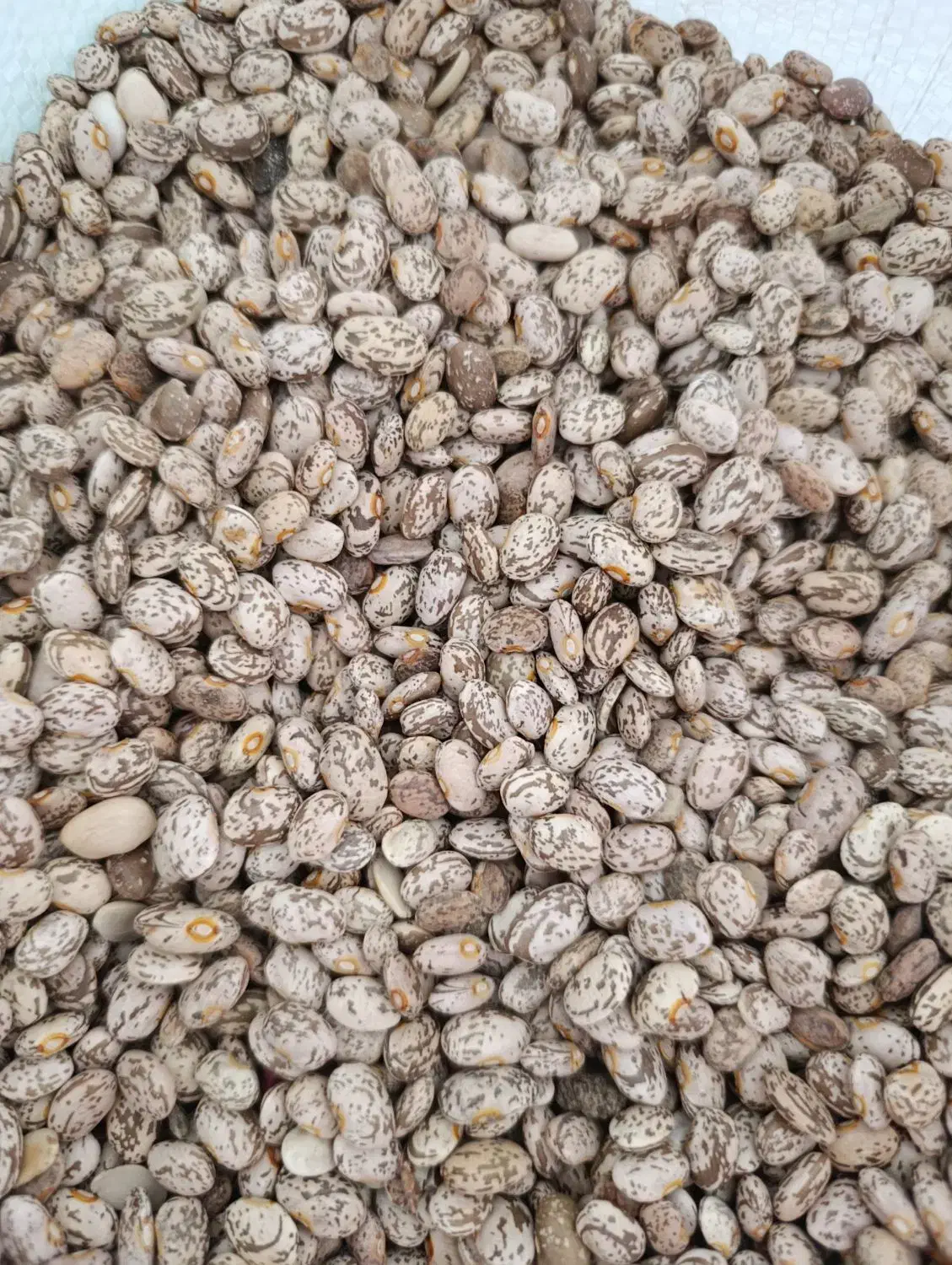 لوبیا چیتی|عمده‌فروشی|معمولان, |دیوار