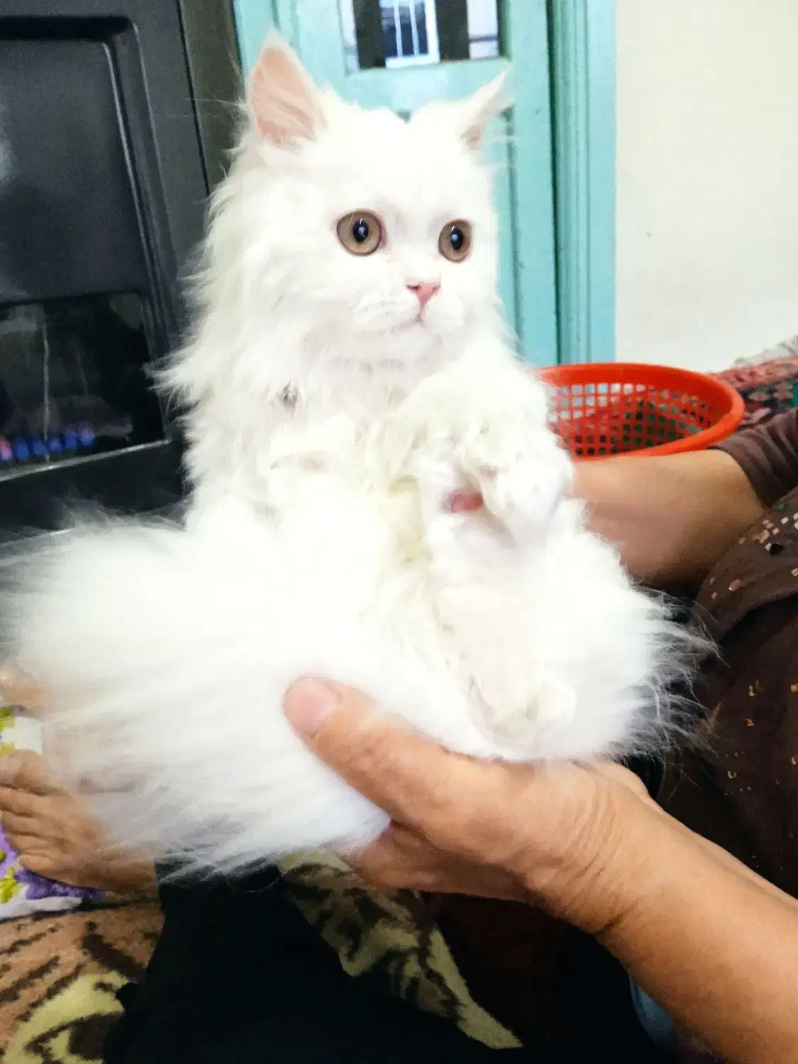 گربه  پرشین 10ماهه ساکت آروم|گربه|خوی, |دیوار