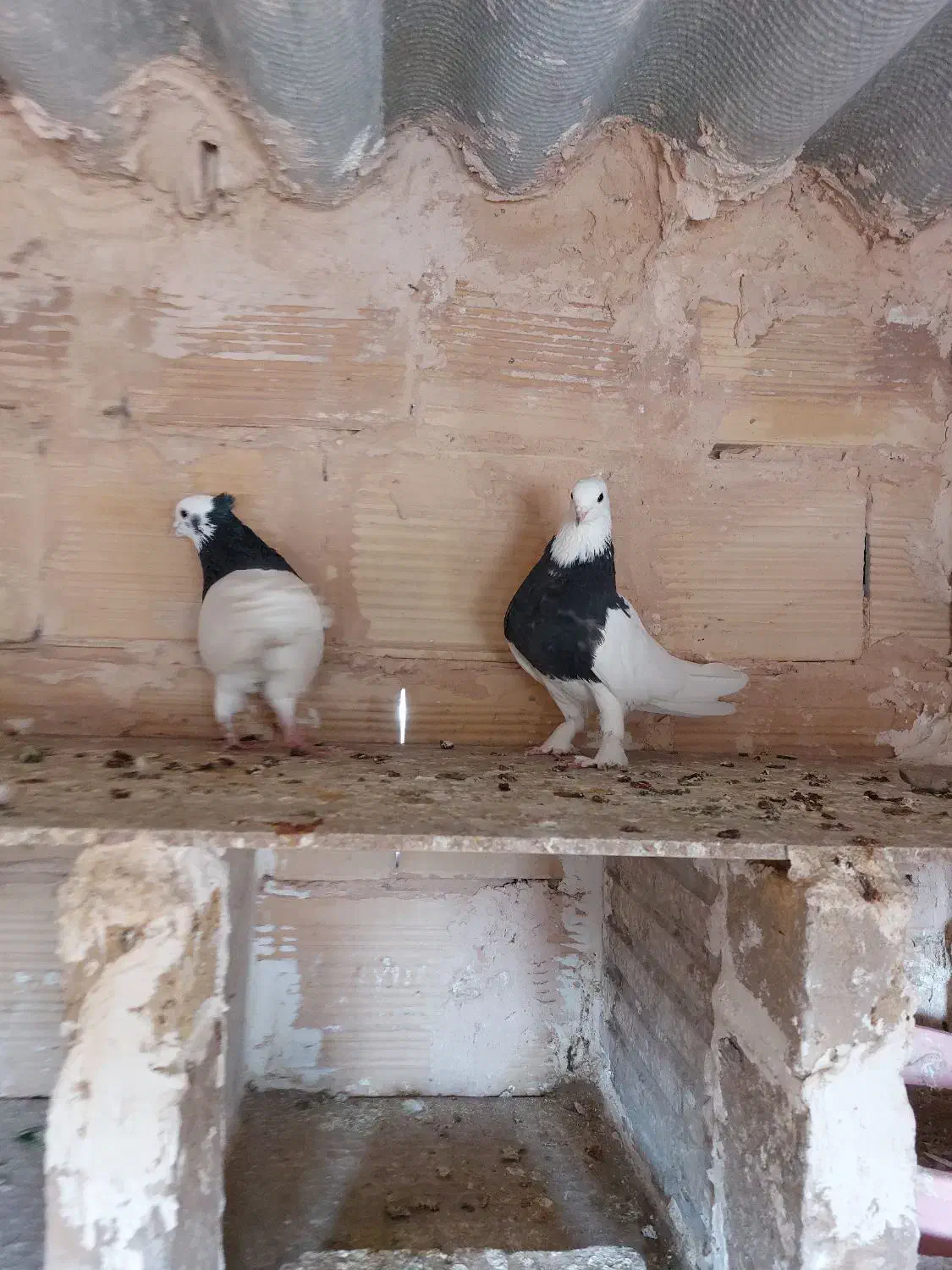 یک جفت طوقی سیاه واکسی|پرنده|سبزوار, باهنر|دیوار