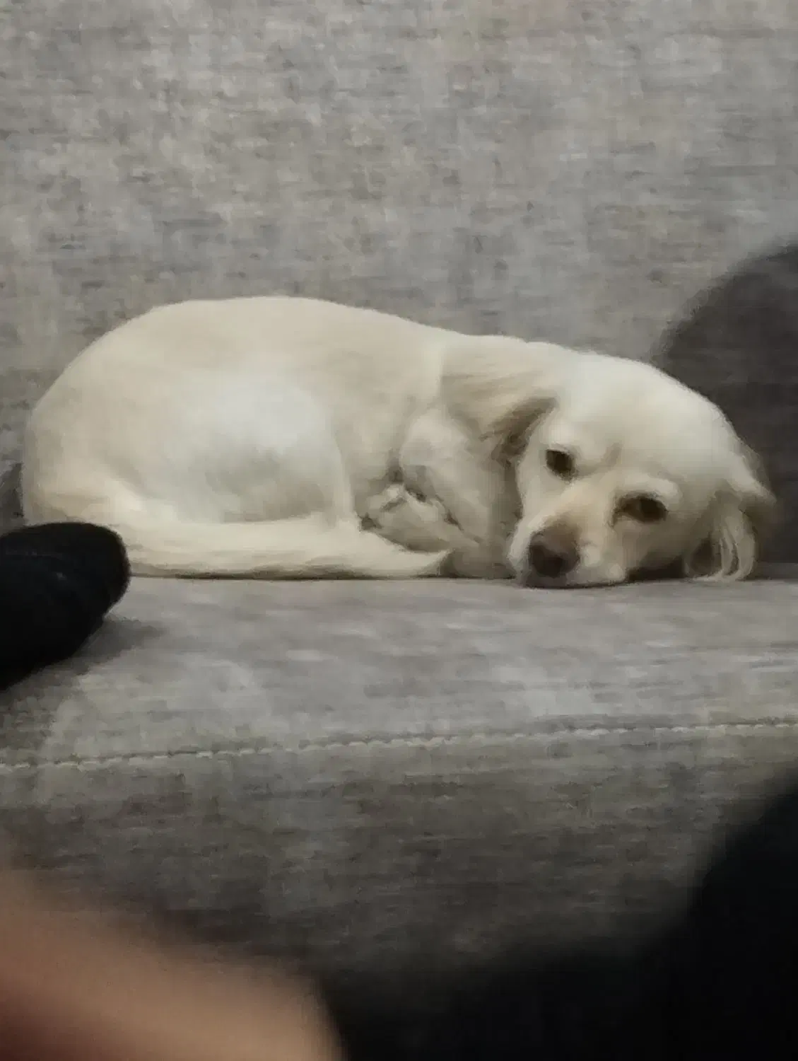 سگ اشپیتزتریر|سگ|گرگان, |دیوار