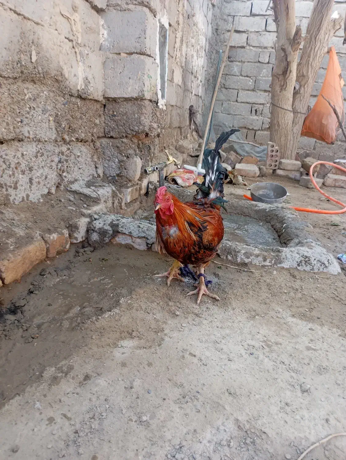 مرغ|پرنده|زهک, |دیوار