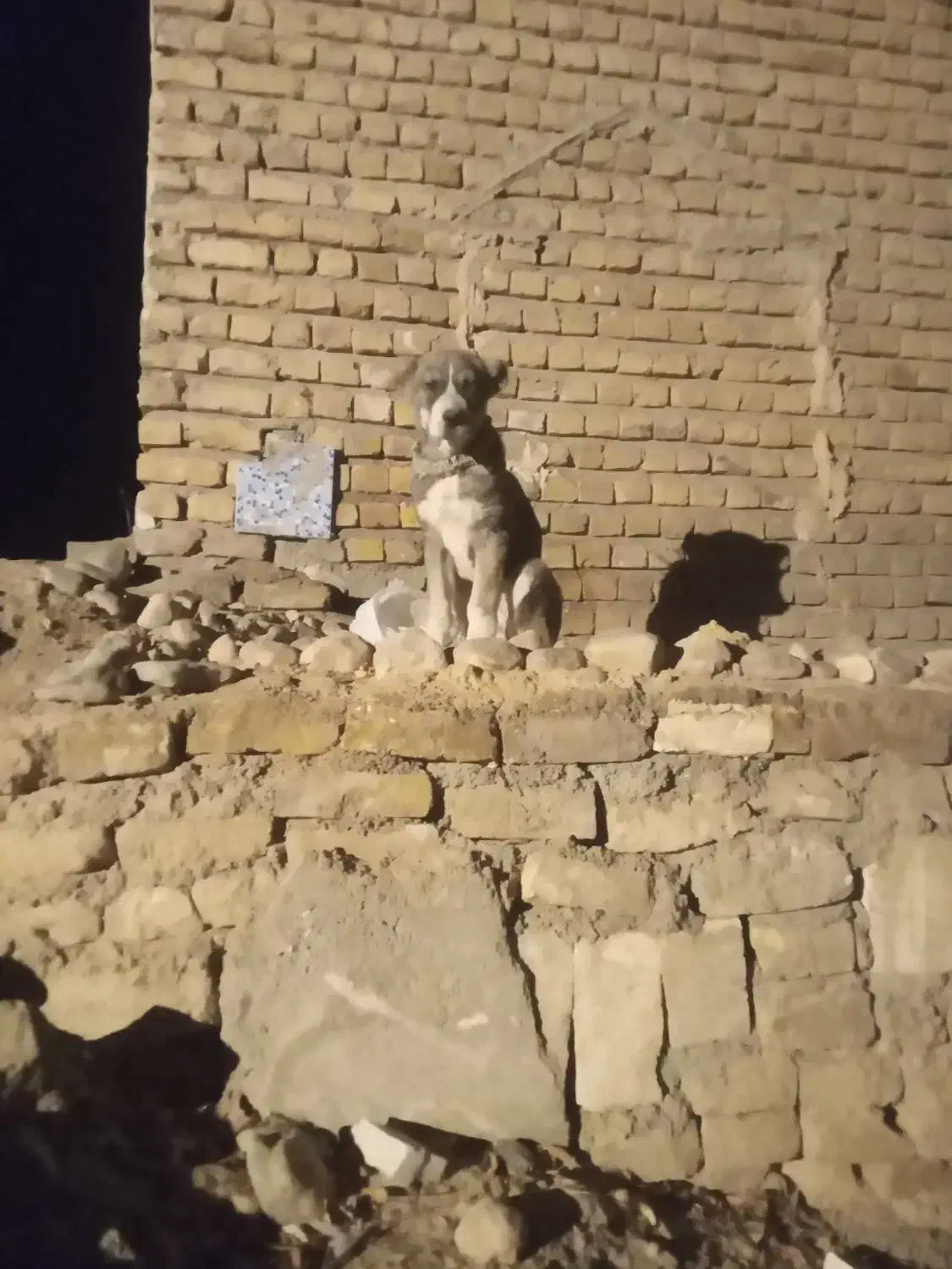 توله سگ.ماده. گم شده.|حیوانات|شیروان (خراسان), |دیوار