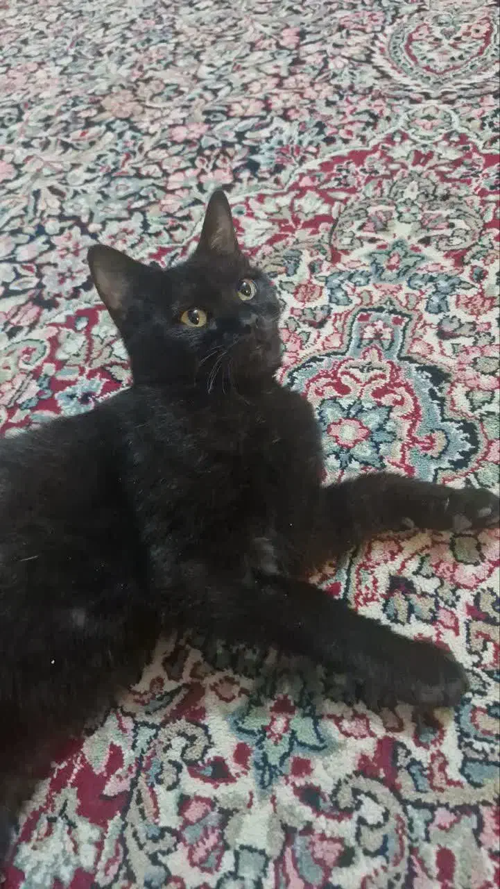 گربه خانگی گمشده، کمک کنید پیدا بشه|حیوانات|کرمان, |دیوار