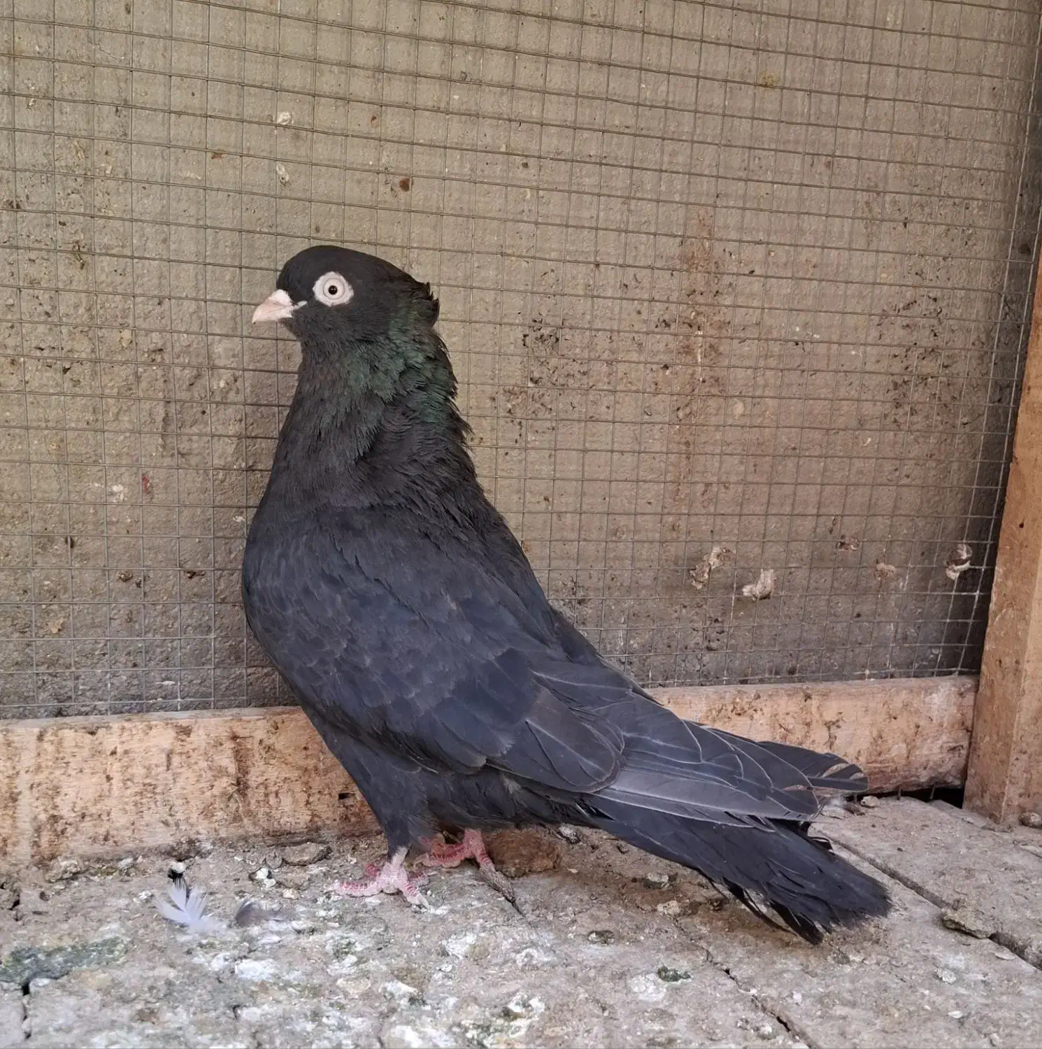 نر کفتر سوسک|پرنده|بافق, |دیوار