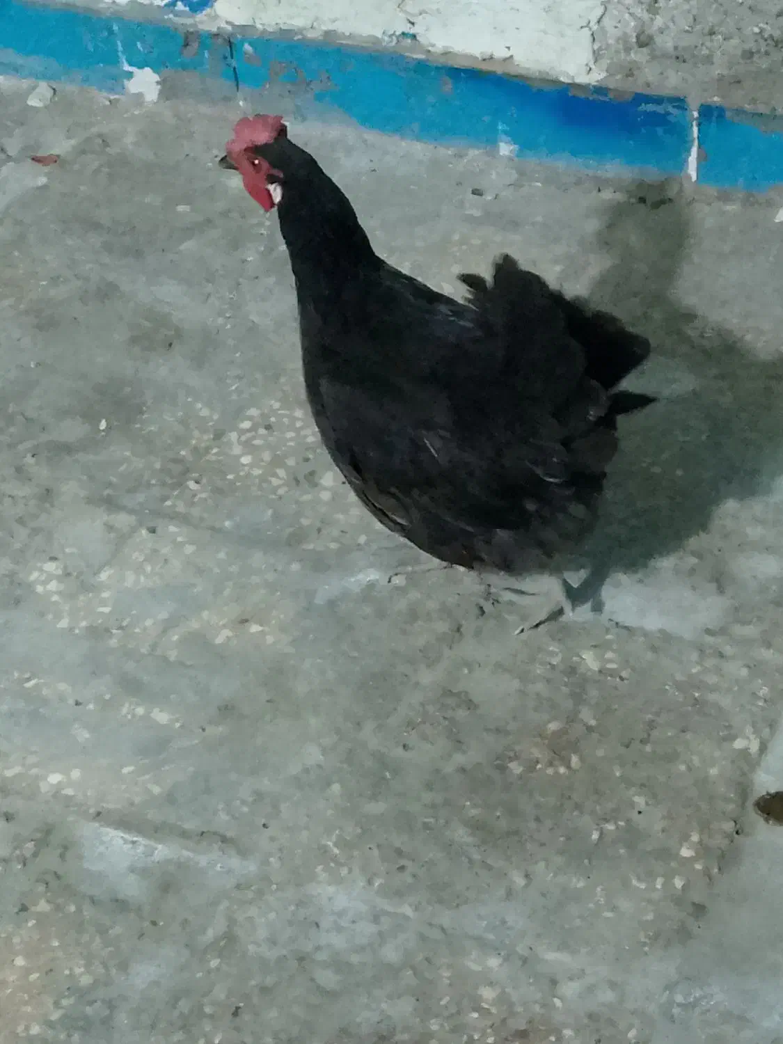 اهواز کوت عبدالله|حیوانات مزرعه|کارون, |دیوار