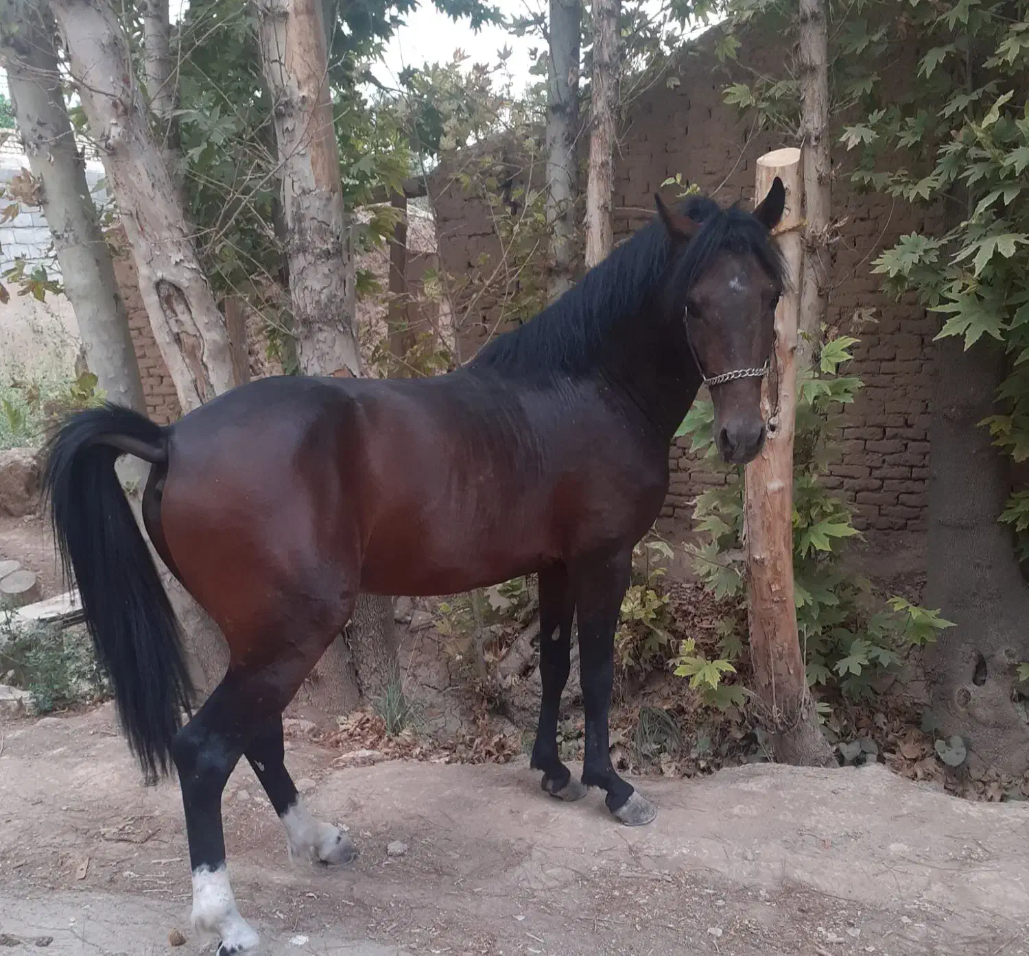 ی راس اسب نریان|اسب و تجهیزات اسب‌سواری|خمینی‌شهر, |دیوار