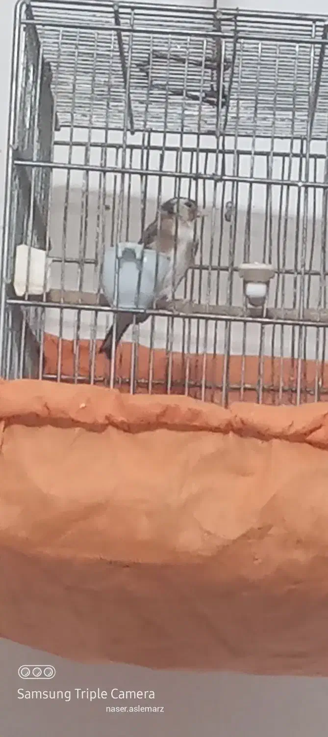 جوجه ماده امسال|پرنده|آبدانان, |دیوار