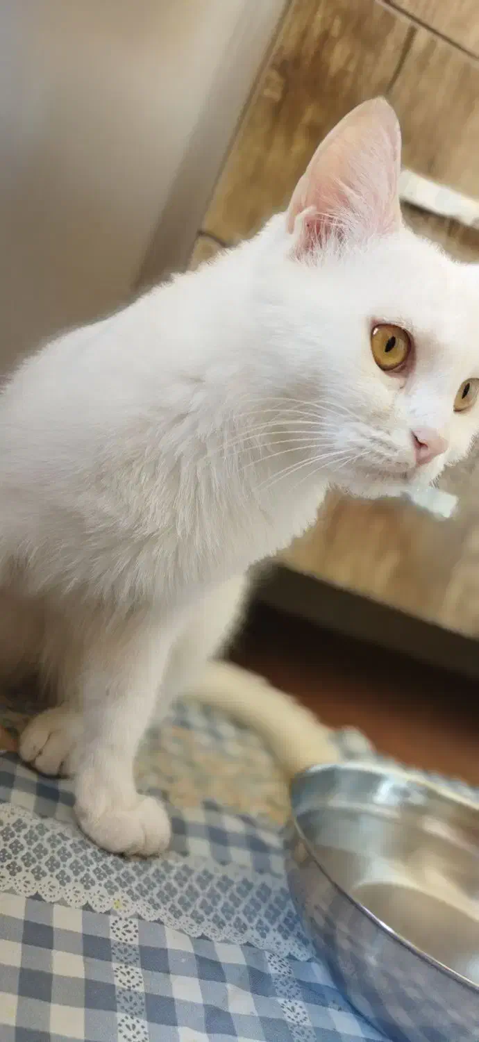 گربه پرشین|گربه|تبریز, |دیوار