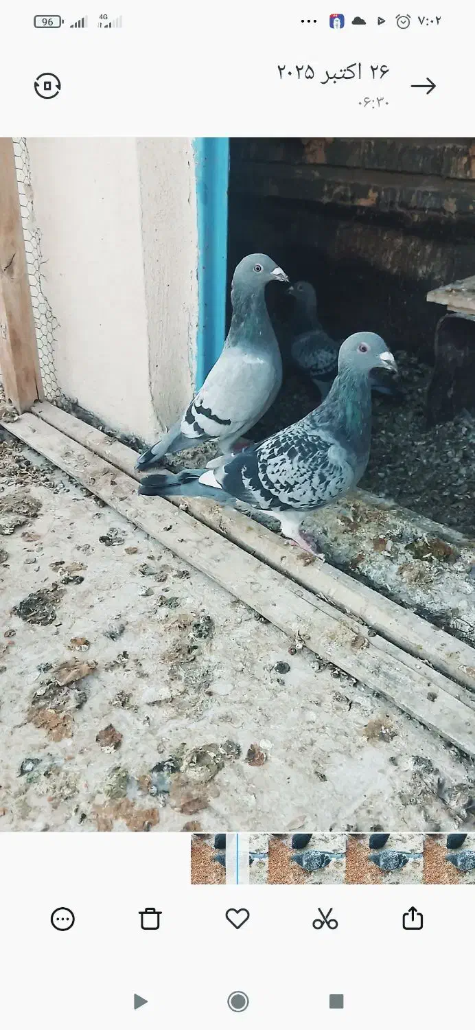 کبوتر پلاکی|پرنده|رضویه, |دیوار