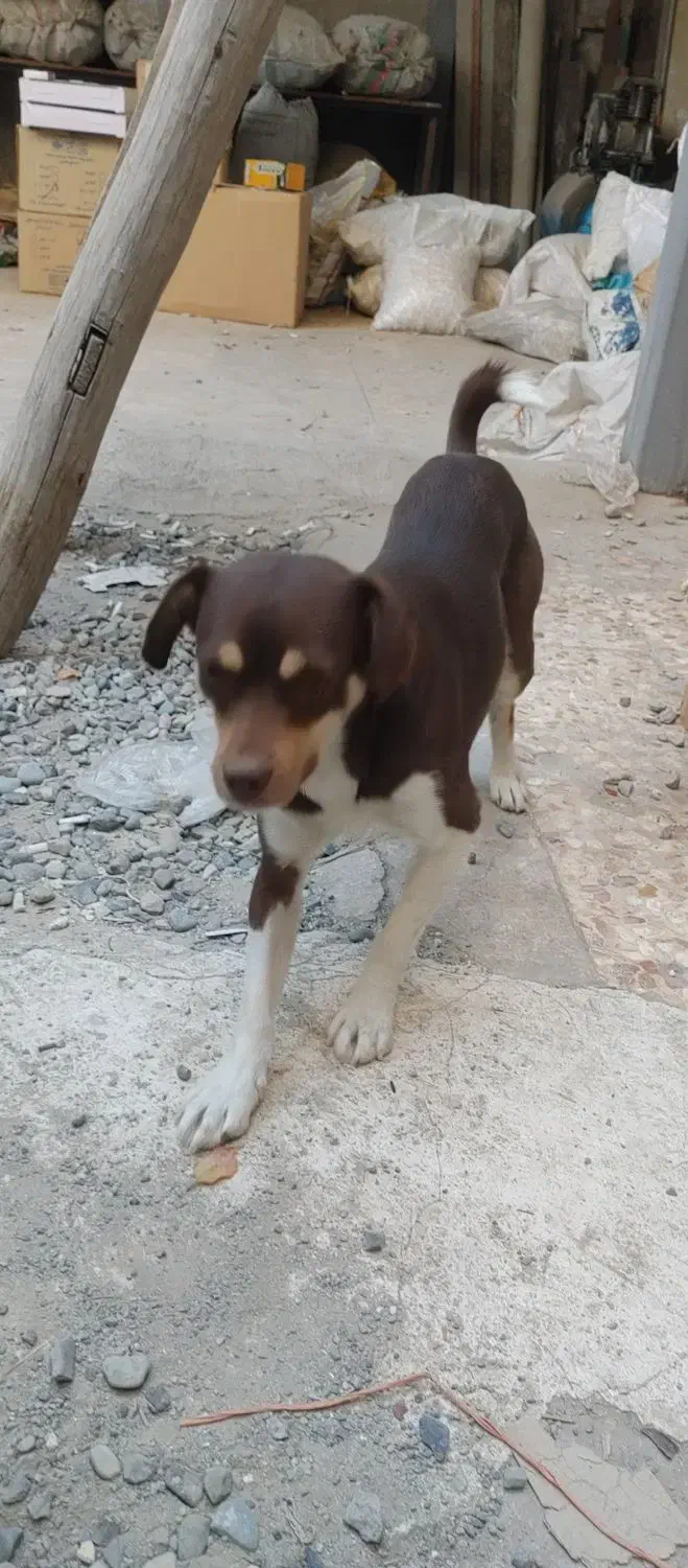 سگ پا کوتاه|سگ|فردیس, سرحد آباد|دیوار