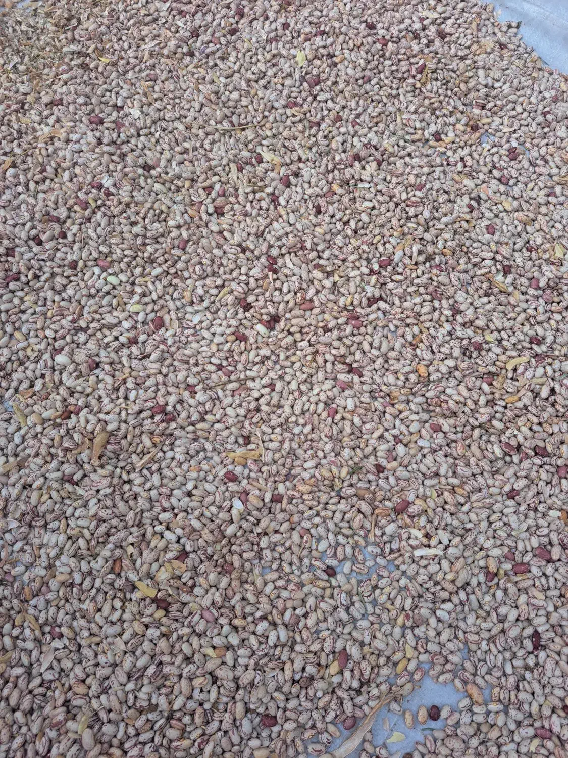 لوبیاچیتی محلی امساله تمیز|خوردنی و آشامیدنی|خان ببین, |دیوار