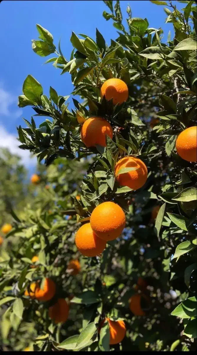 پرتقال درجه یک|خوردنی و آشامیدنی|شیراز, شهرک مهدیه|دیوار