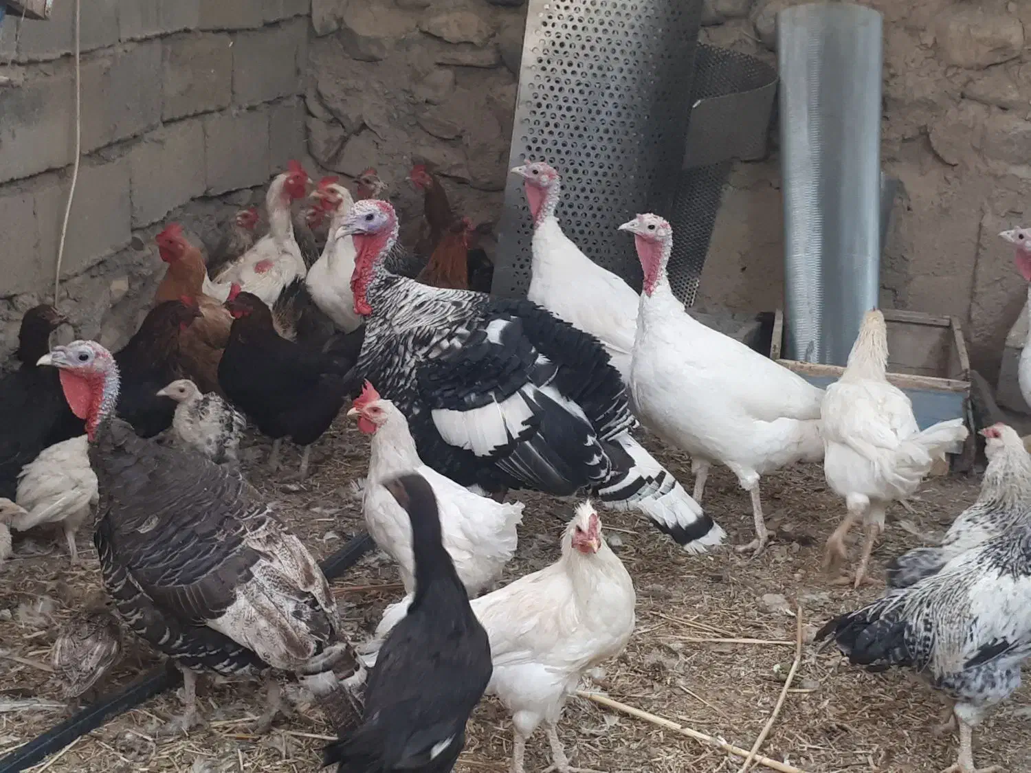 فروش بوغلمون|حیوانات مزرعه|درگز, |دیوار