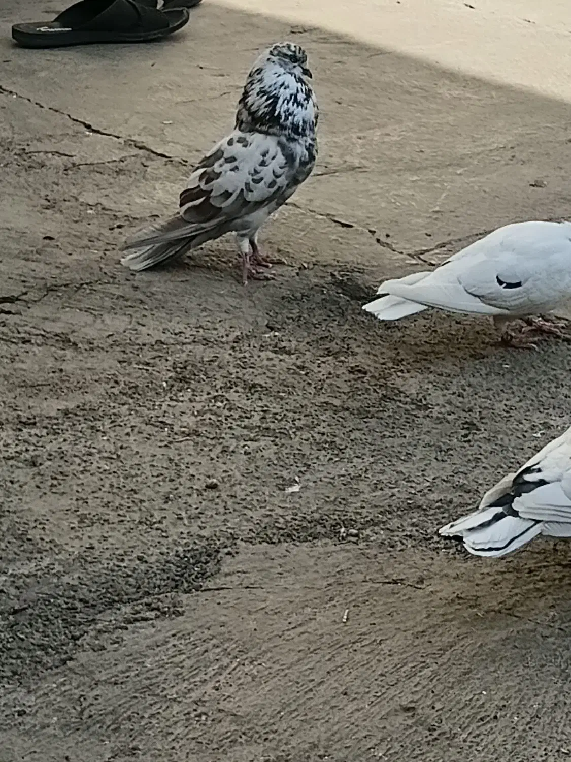 کفتر گمشده در خوشناموند|پرنده|کوهدشت, |دیوار