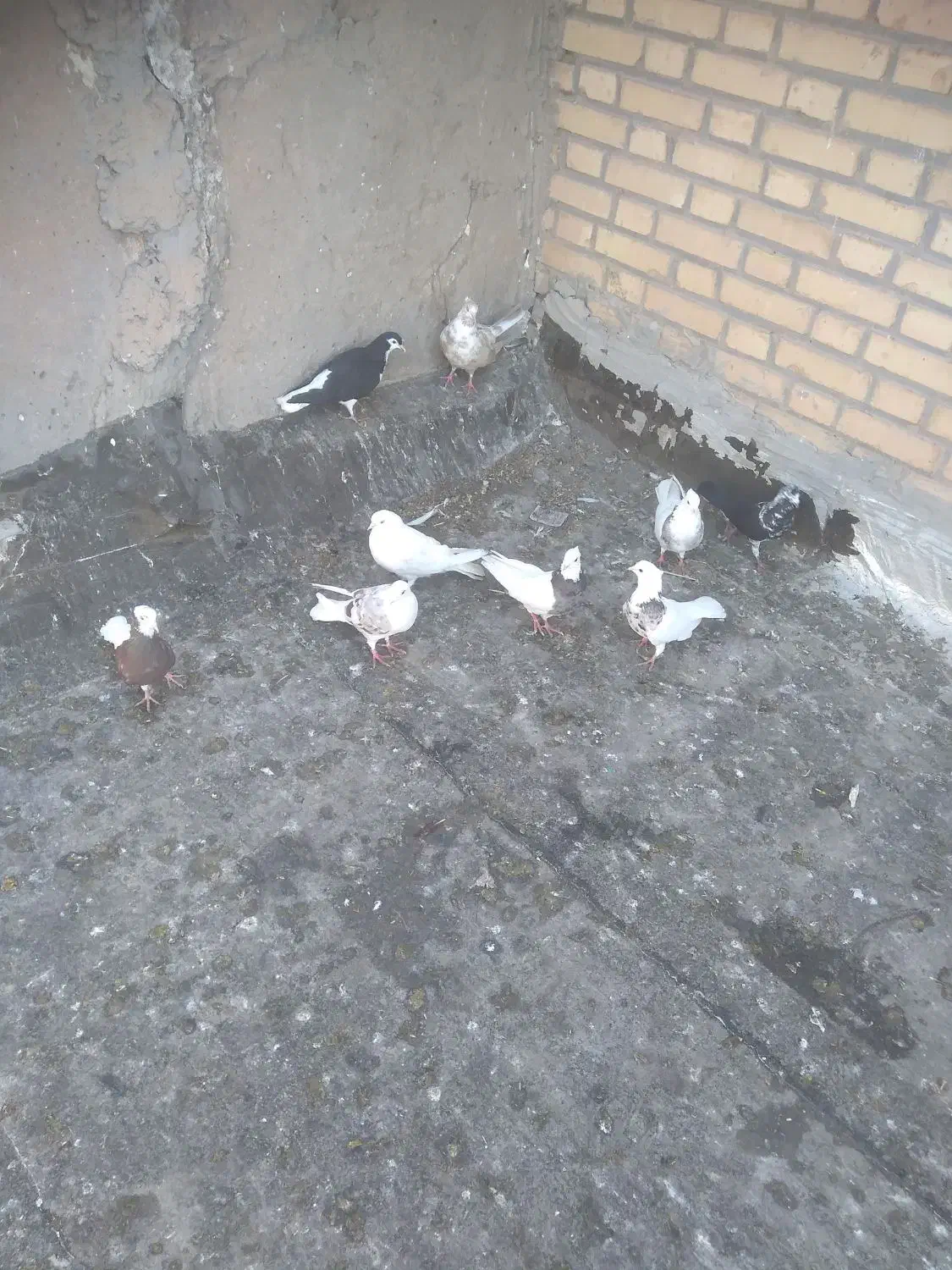 برای فروش|پرنده|سوسنگرد, |دیوار