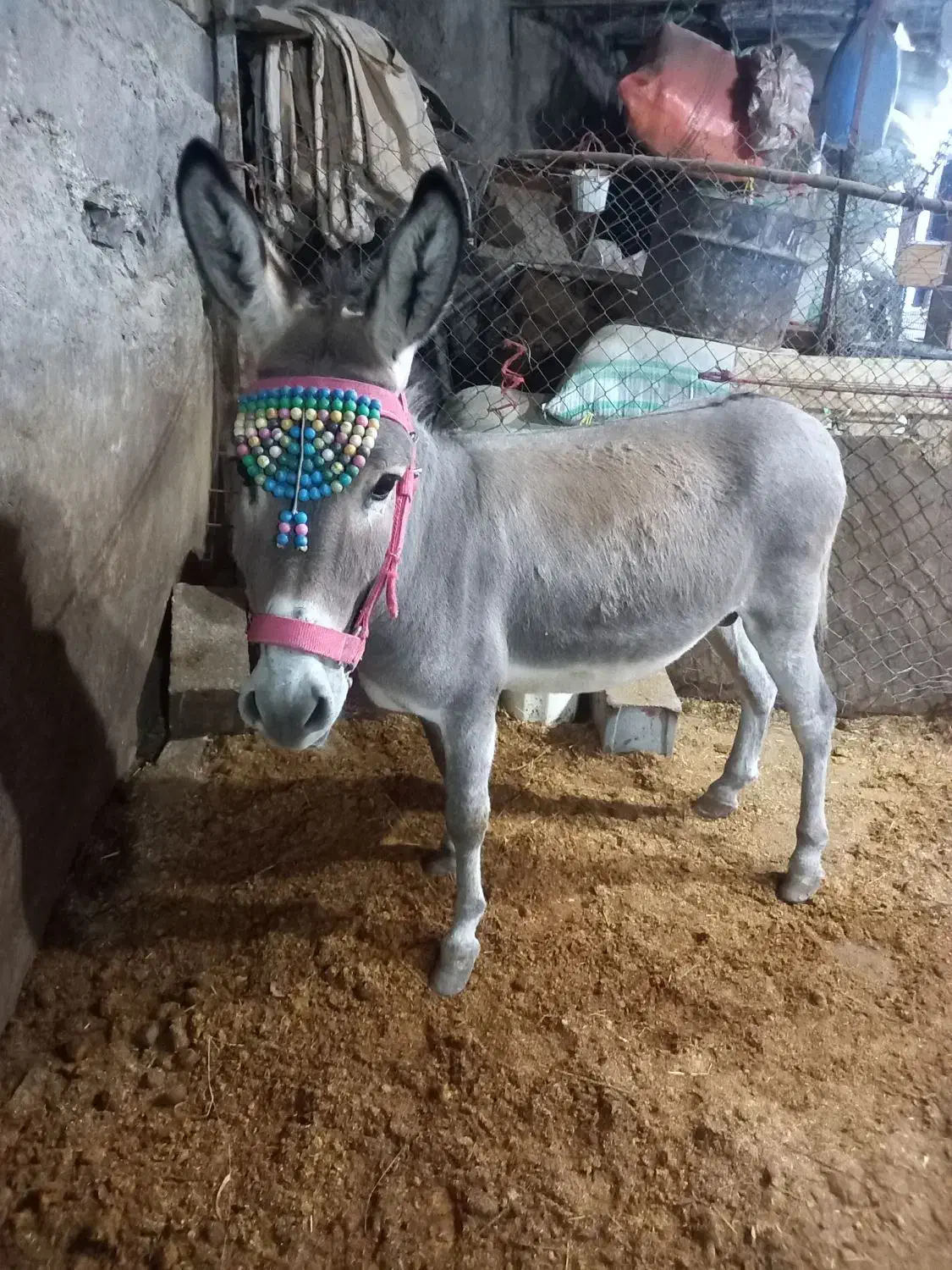 الاغ نر|حیوانات مزرعه|فشم, |دیوار