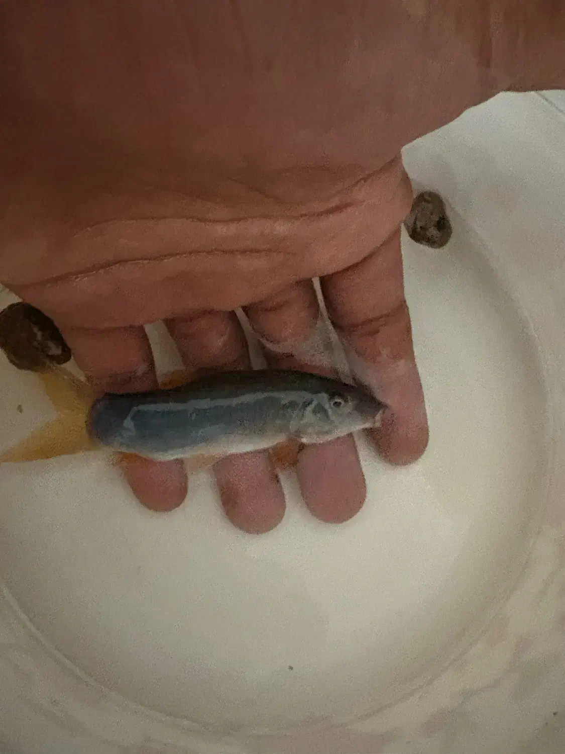 شارک رمبو دم گرمز ۹سانتی|ماهی|کامفیروز, |دیوار