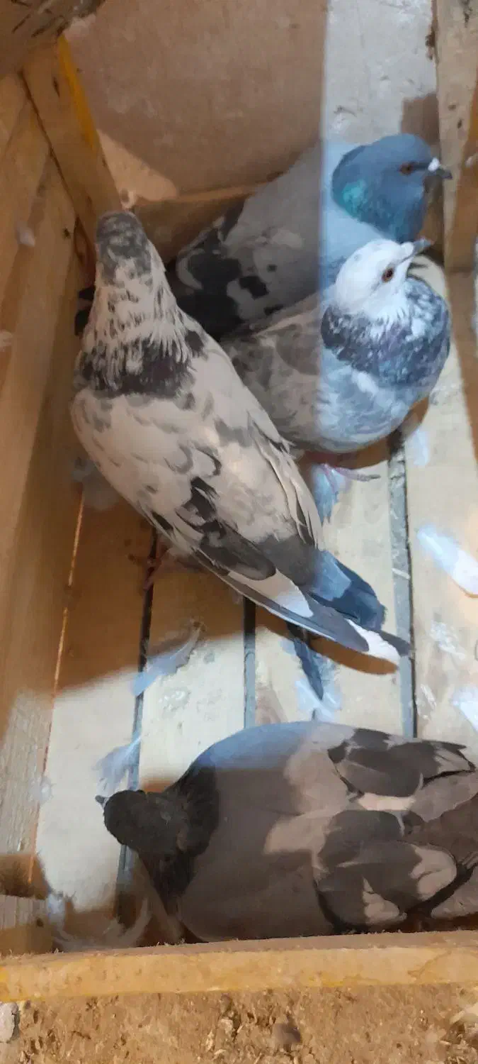 چهار عدد کبوتر گرفتنی سالم|پرنده|میاندوآب, |دیوار