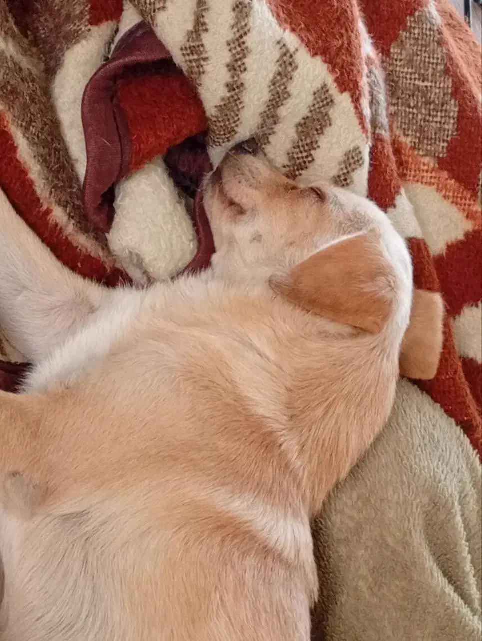 سگ پامر اشپیتز|سگ|اصفهان, سرچشمه|دیوار