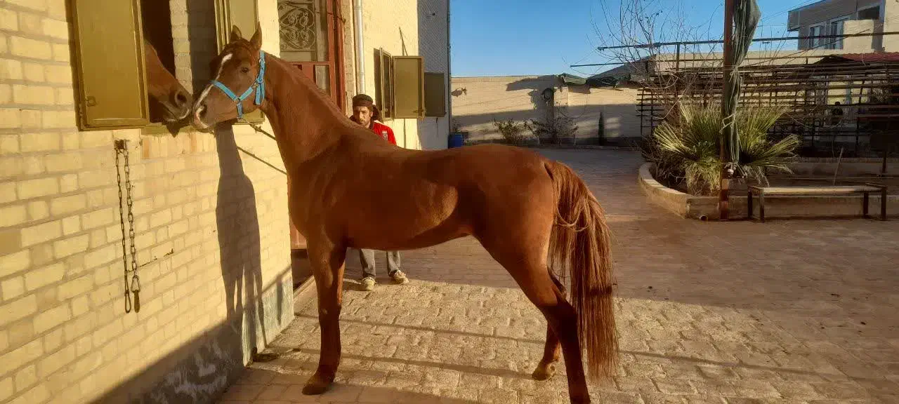 اسب تیماس درهمی|اسب و تجهیزات اسب‌سواری|یزد, |دیوار
