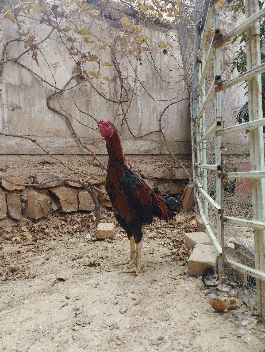 خروس لاری|حیوانات مزرعه|سرپل ذهاب, |دیوار