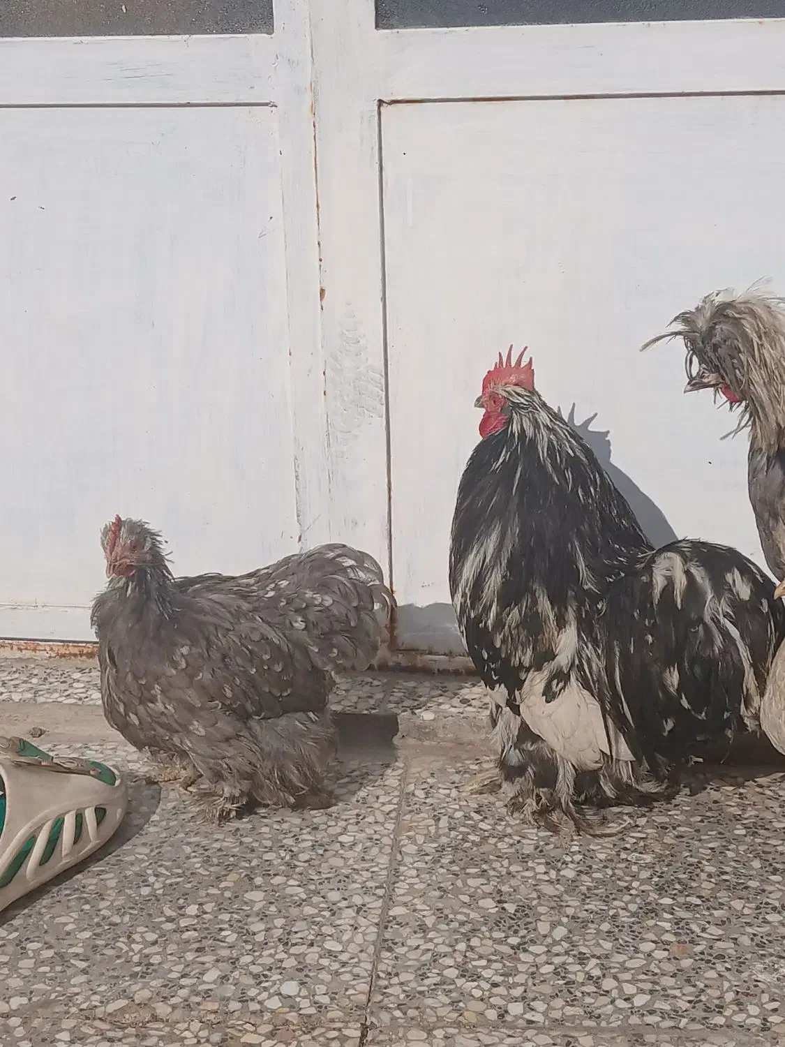 کوشین|پرنده|زارچ, |دیوار