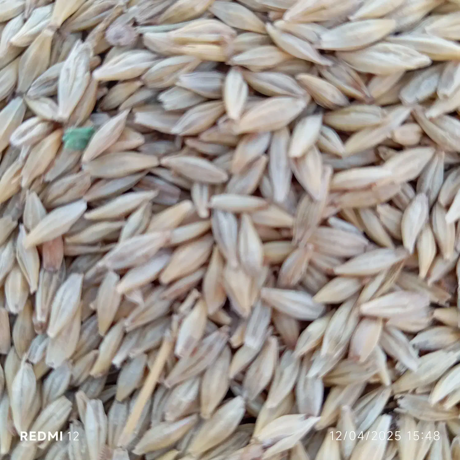 جو محلی|خدمات باغبانی و درختکاری|سعدآباد, |دیوار