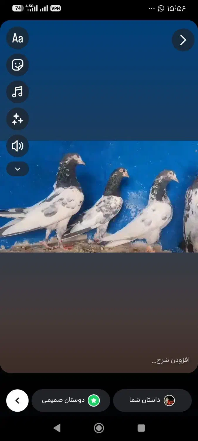 کبوتر پاکستانی|پرنده|تهران, سید خندان (جلفا)|دیوار