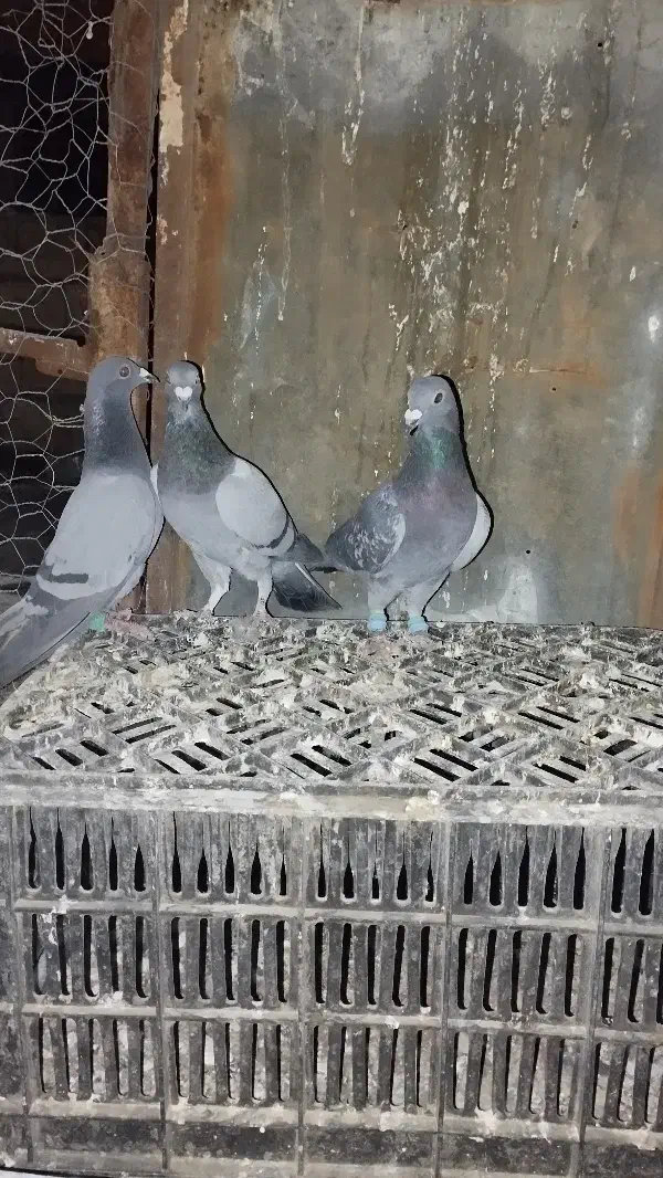 کقتر سبز ماده|پرنده|جوین, |دیوار