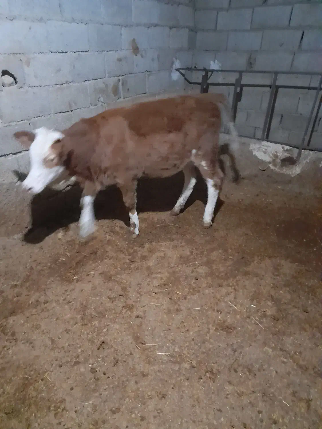 یک عددگوساله سیمنتال قرمز ماده|حیوانات مزرعه|کوهدشت, |دیوار
