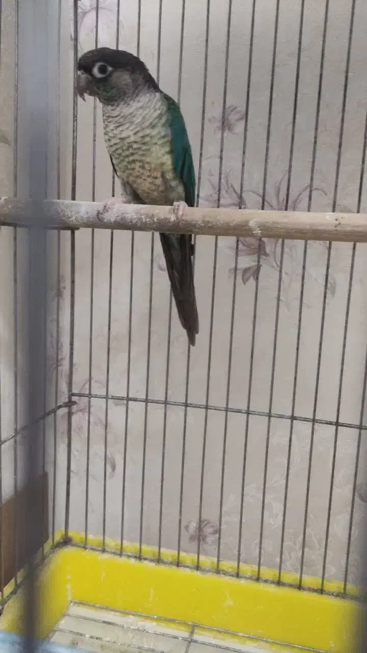 گرینچیک|پرنده|قم, انسجام|دیوار