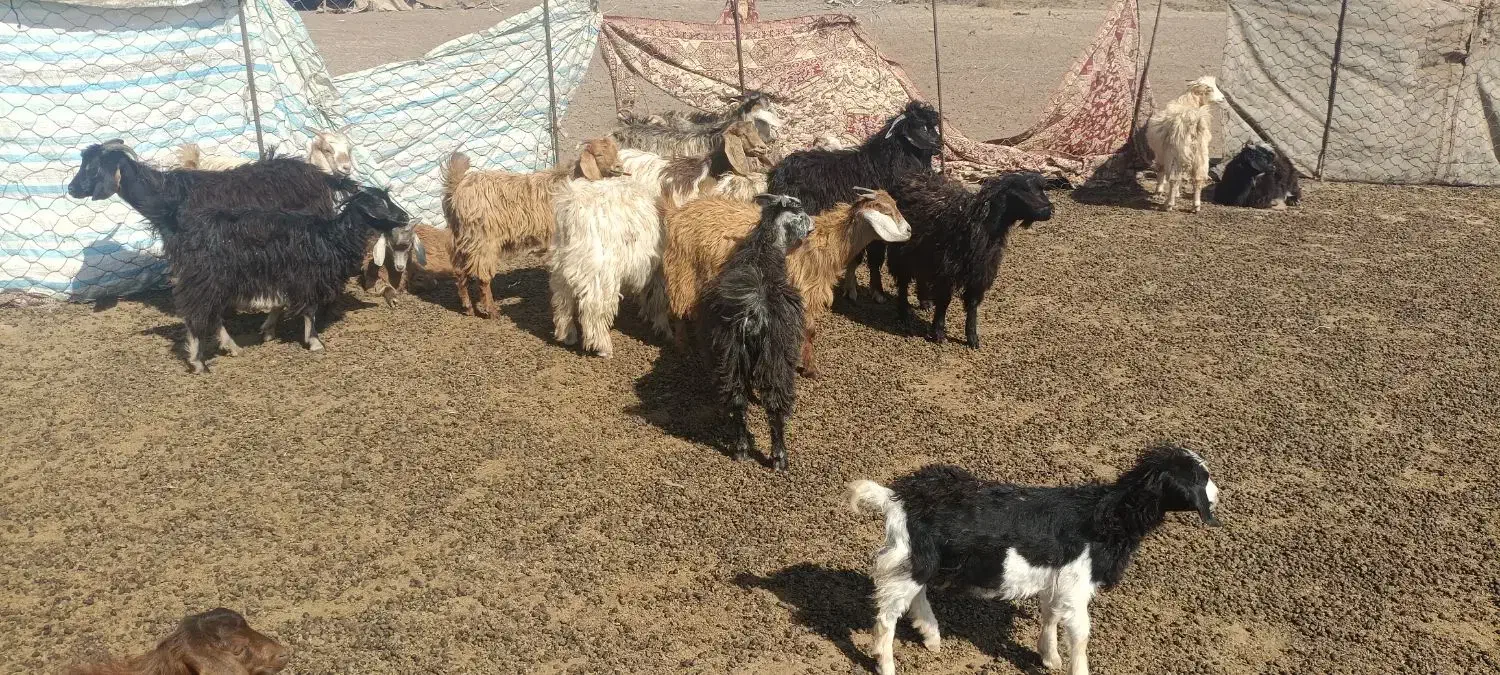 بزغاله بفروش میرسد|حیوانات مزرعه|اهر, |دیوار