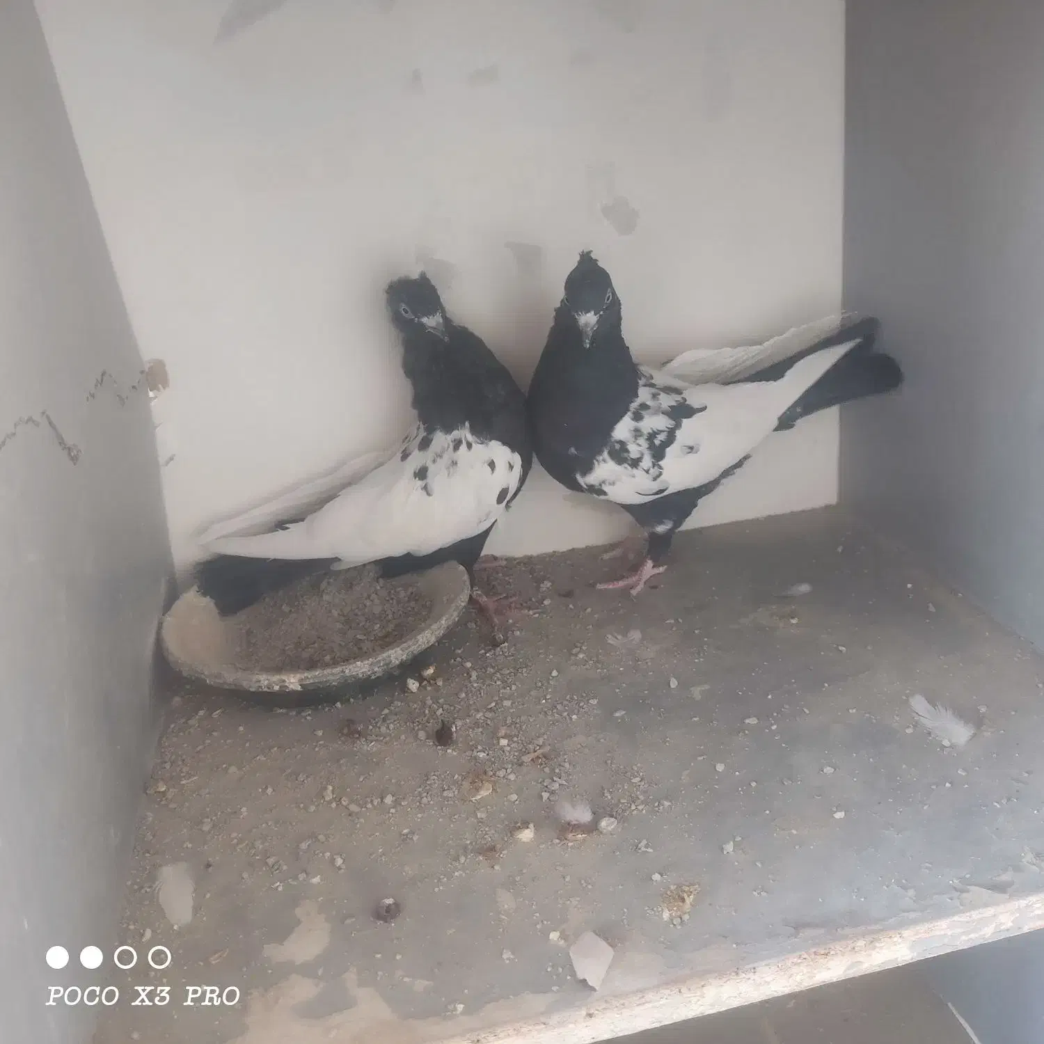 کبوتر|پرنده|مبارکه, |دیوار