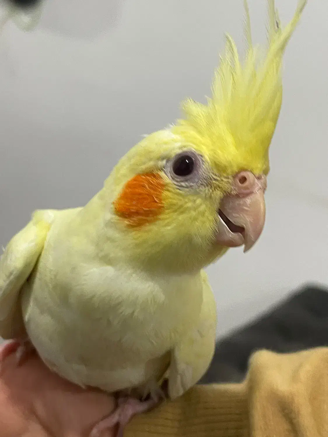 طوطی عروس|پرنده|رشت, جانبازان|دیوار