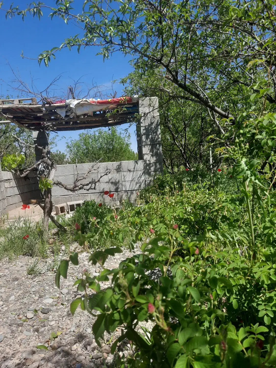 باغ ۸ساله بیستون منطقه چمچمال|فروش دفتر صنعتی، کشاورزی، تجاری|بیستون, |دیوار