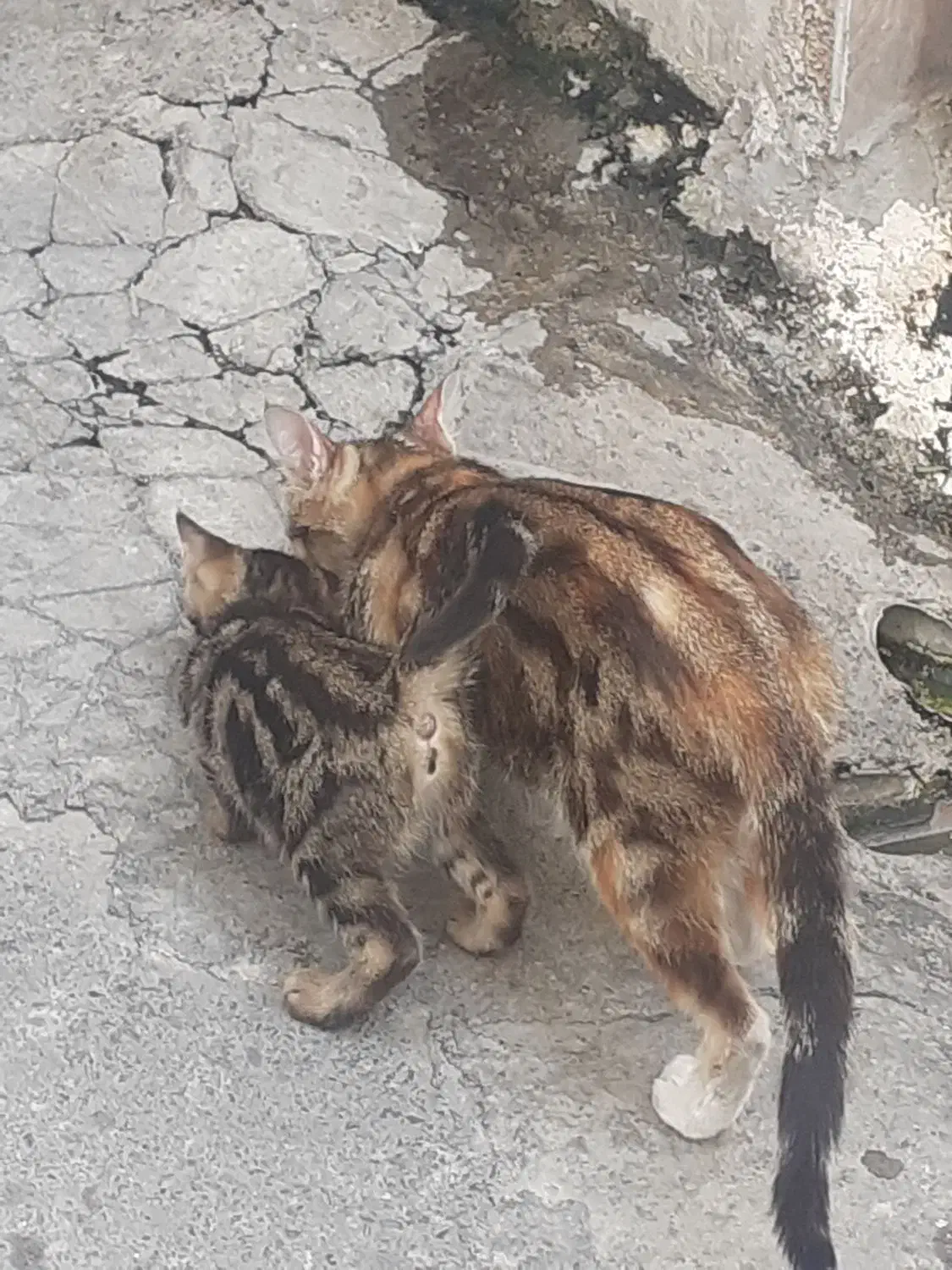 گربه آشرا|گربه|احمدآبادمستوفی, |دیوار