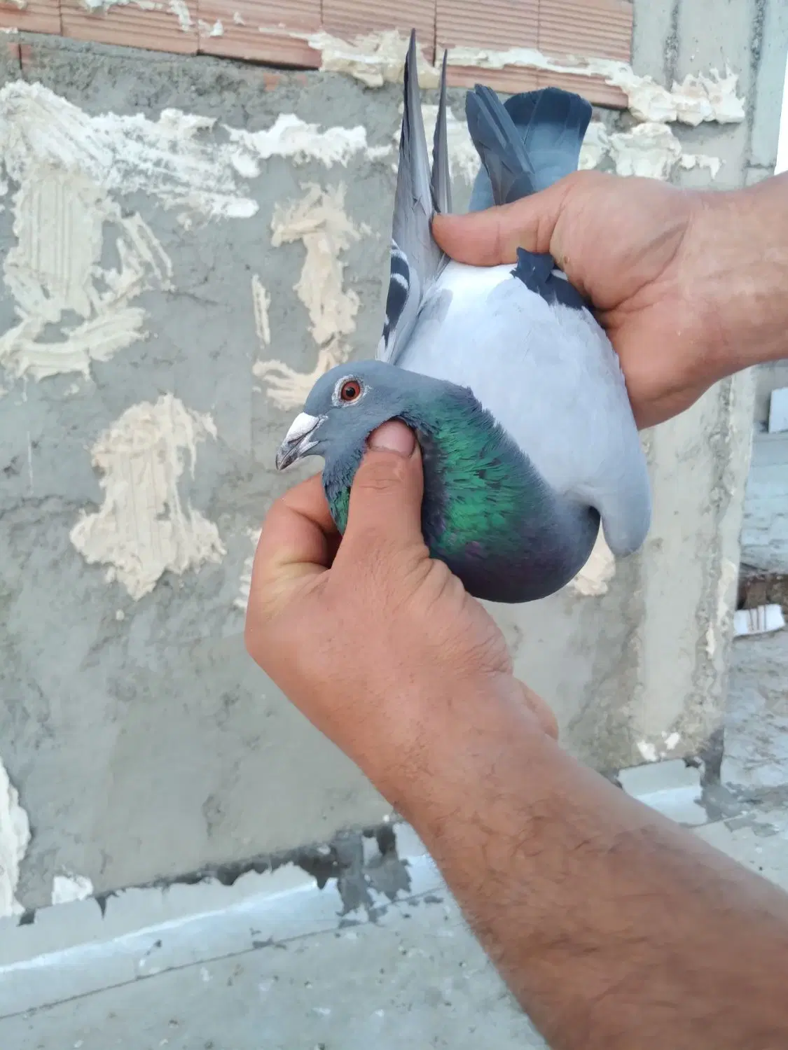 جفت|پرنده|اردبیل, |دیوار