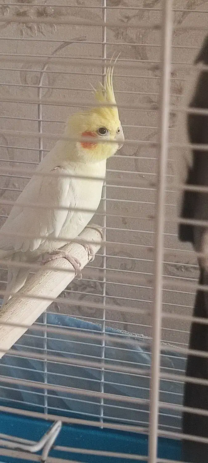 عروس هلندی|پرنده|تهران, شهرآرا|دیوار