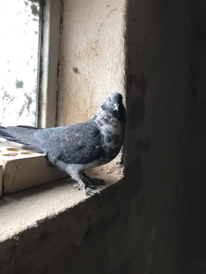 کبوتر نر قاره پرشی|پرنده|فرخشهر, |دیوار