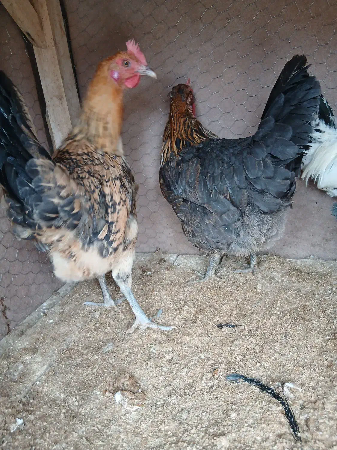 دو عدد مرغ|حیوانات مزرعه|فارسان, |دیوار