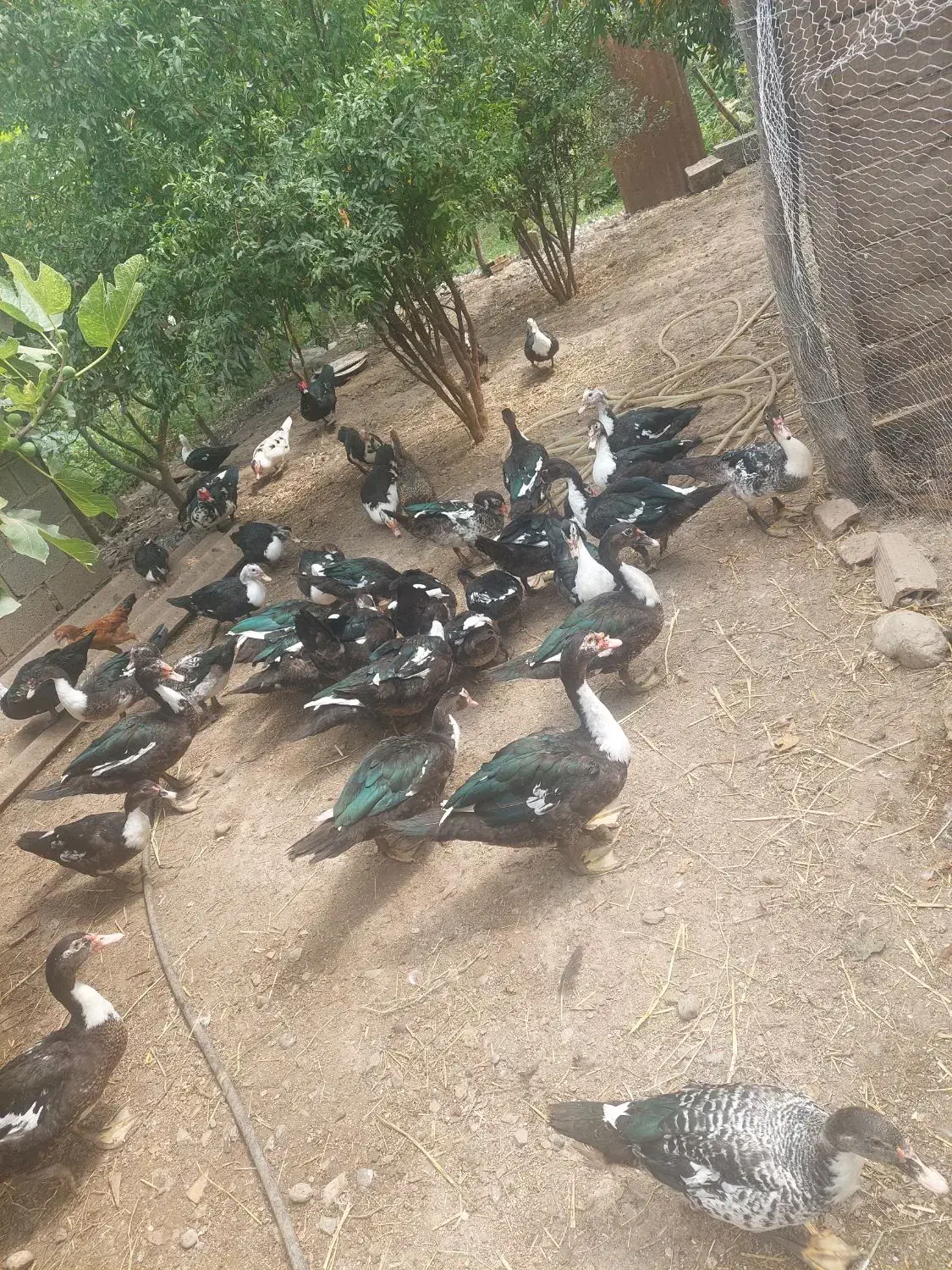 اردک خارجی (اسرائیلی) نر|حیوانات مزرعه|فاضل آباد, |دیوار