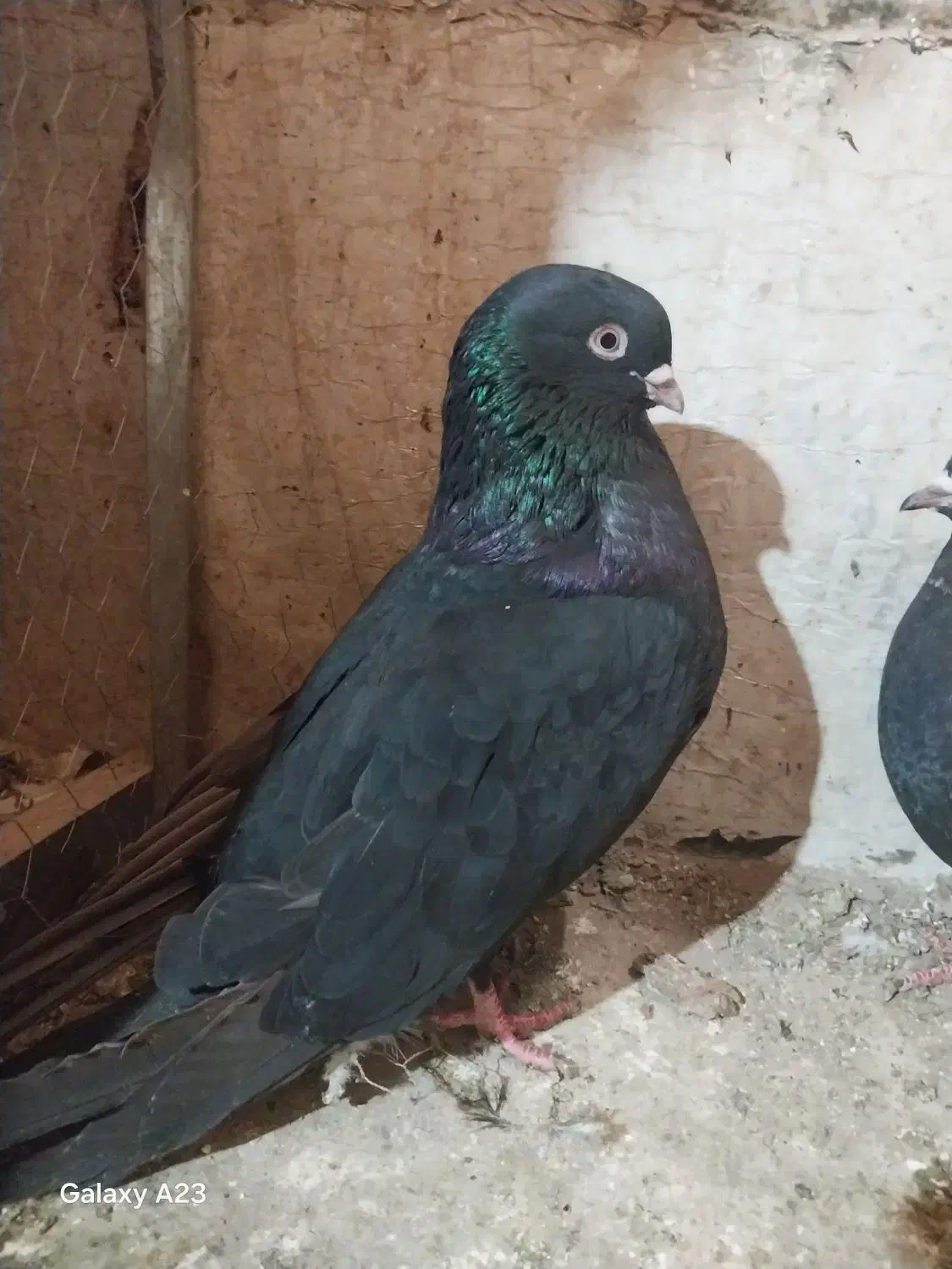 کبوتر|پرنده|ارومیه, |دیوار