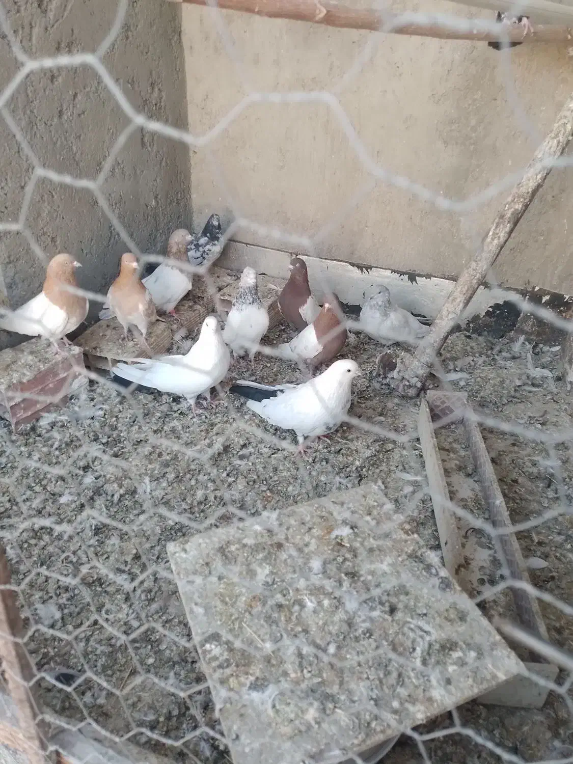 چند عدد کبوتر فروشی|پرنده|میانه, |دیوار