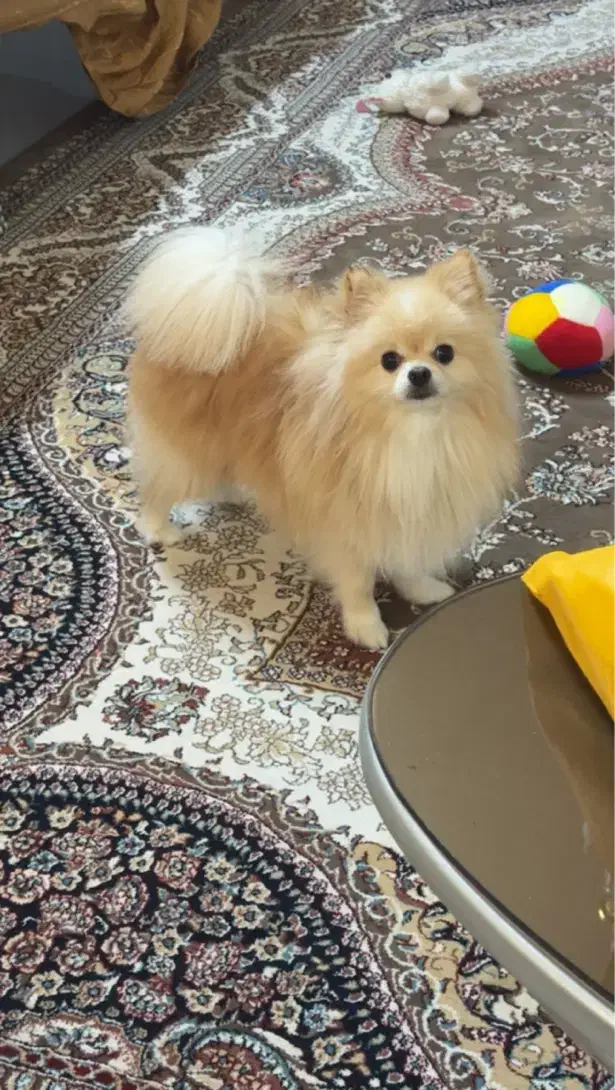 سگ پامر خرسی|سگ|کیش, |دیوار