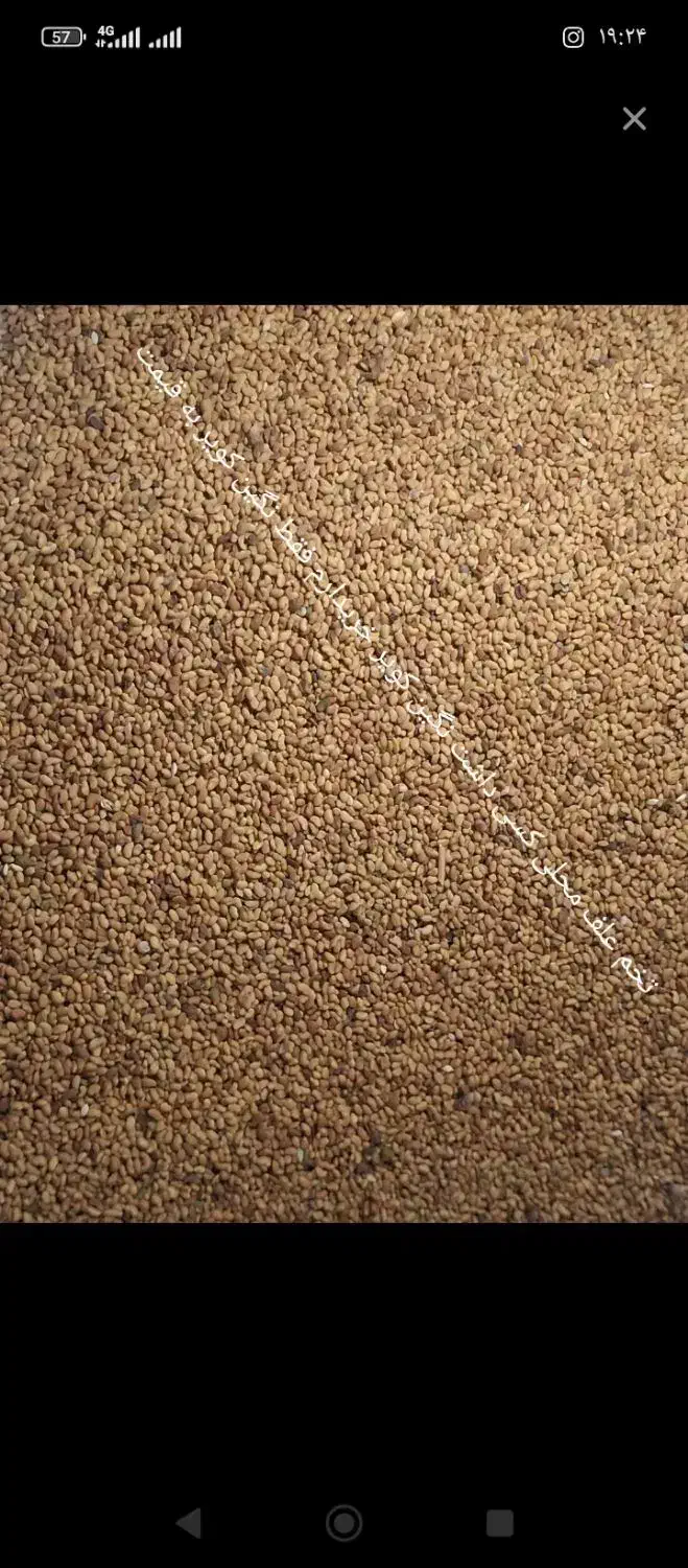 گمشده|اشیا|نرماشیر, |دیوار