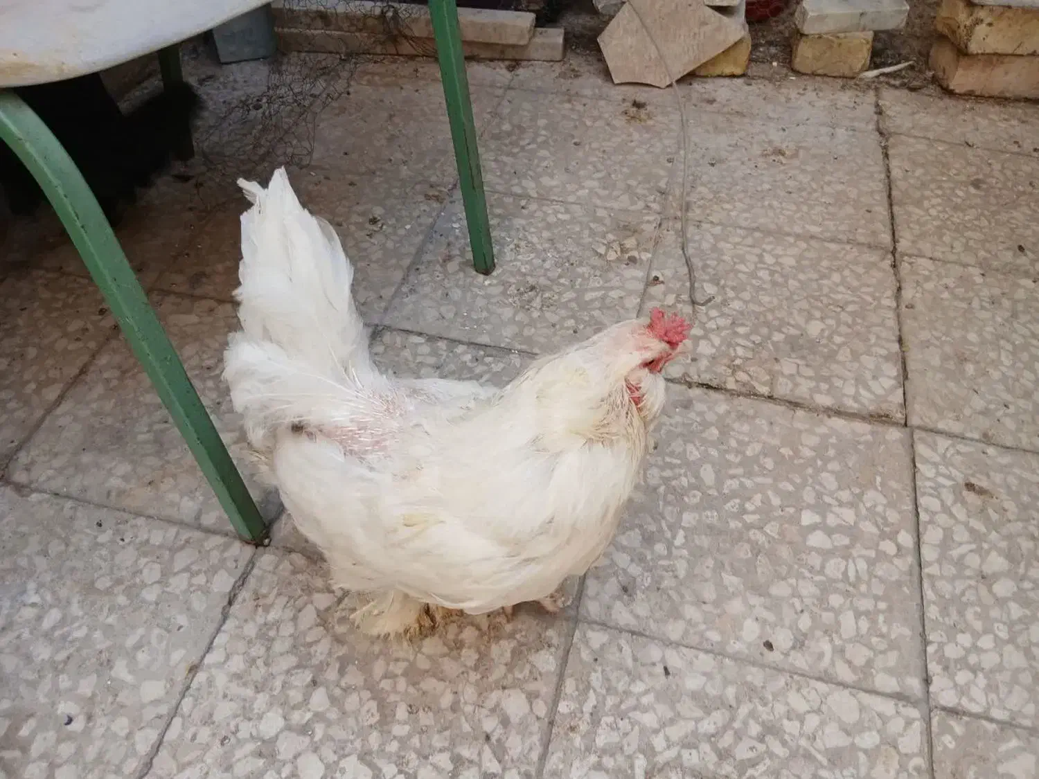 مرغ|پرنده|قم, مسجد امام حسن|دیوار