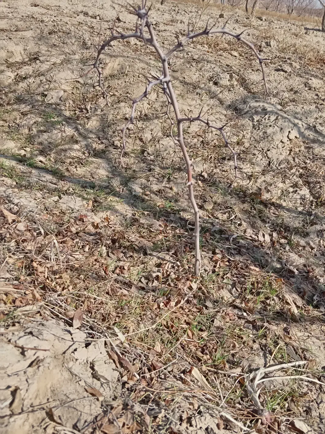 نهال عناب|عمدهفروشی|خوسف, |دیوار