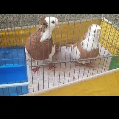 کبوتر خاص|پرنده|ری, ملک‌آباد|دیوار