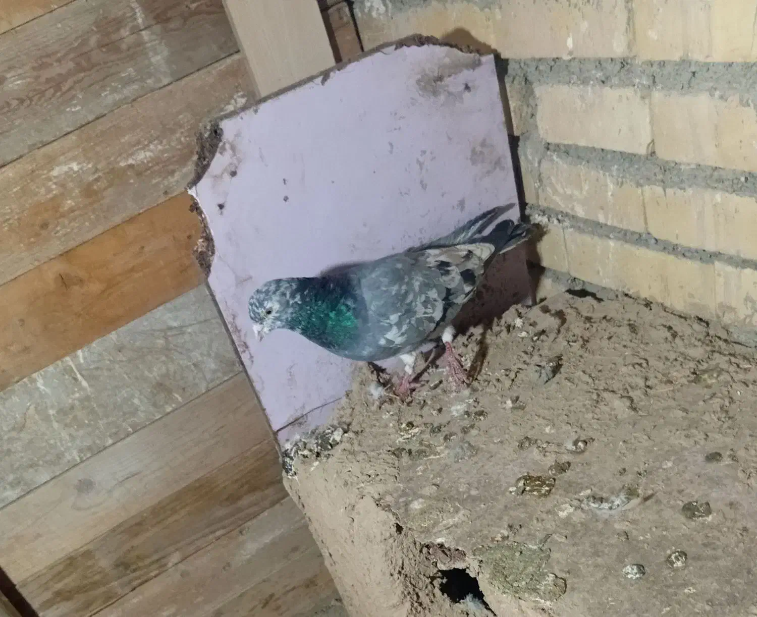 یک جفت کفتر سرور|پرنده|گلبهار, بیزکی|دیوار